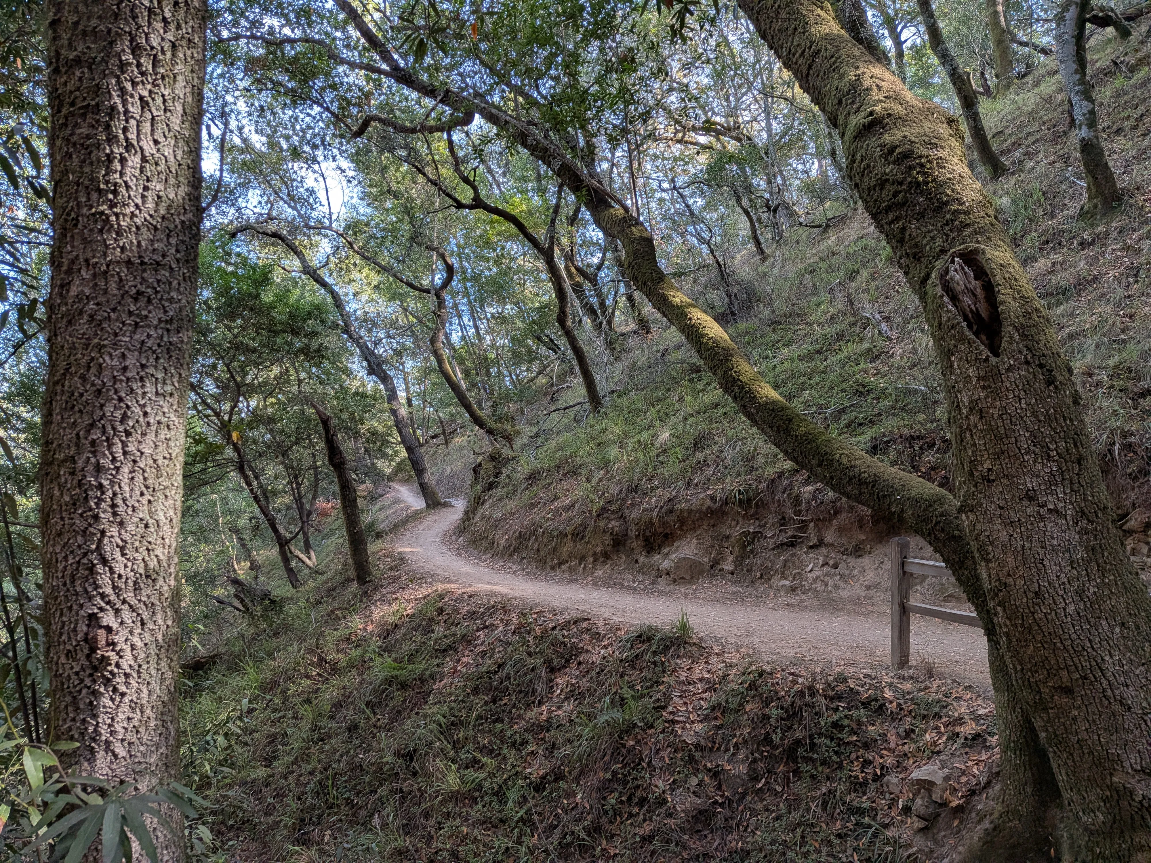 The trail winding through the trees at China Camp