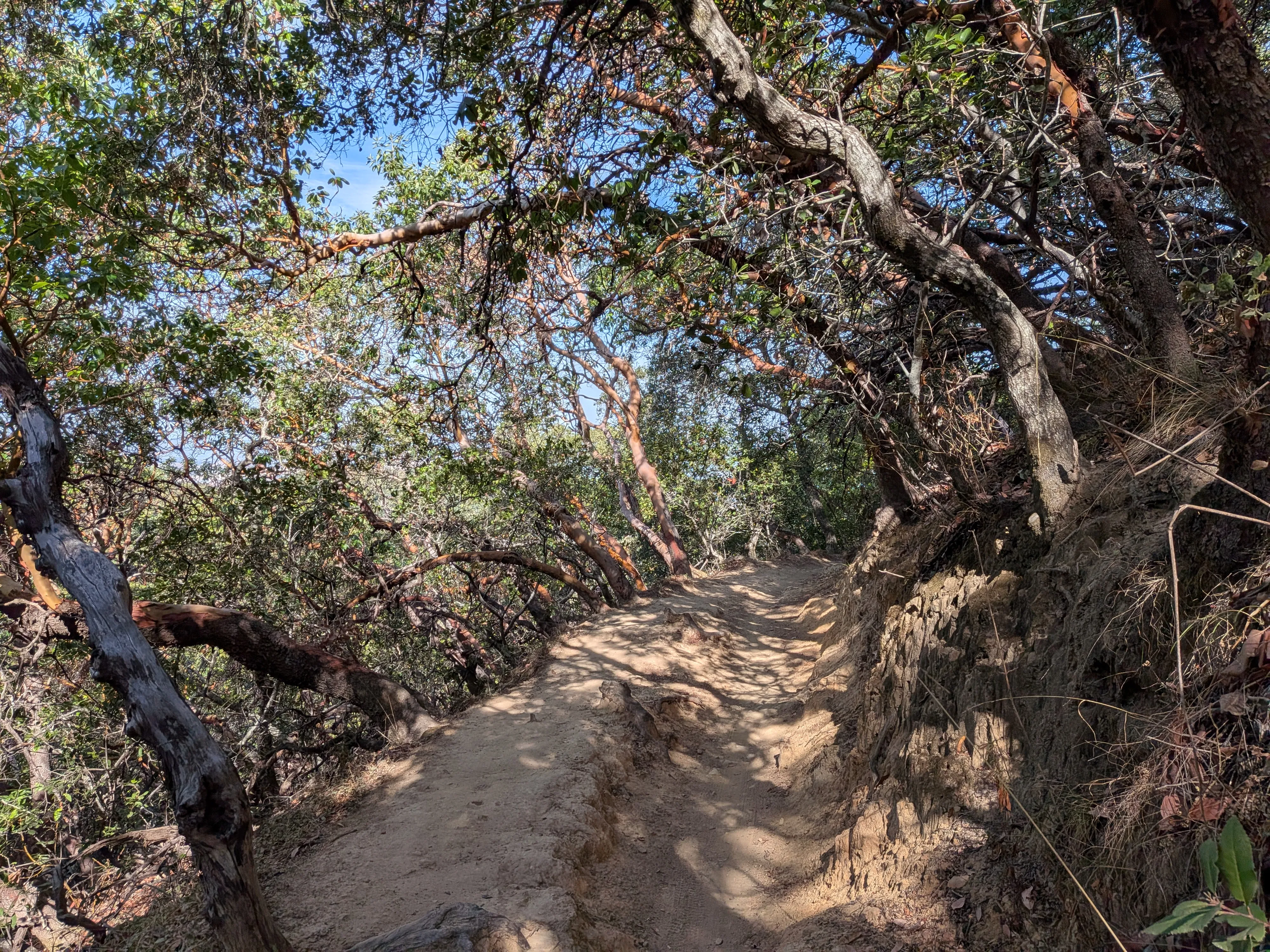A stretch of trail with roots crossing the path